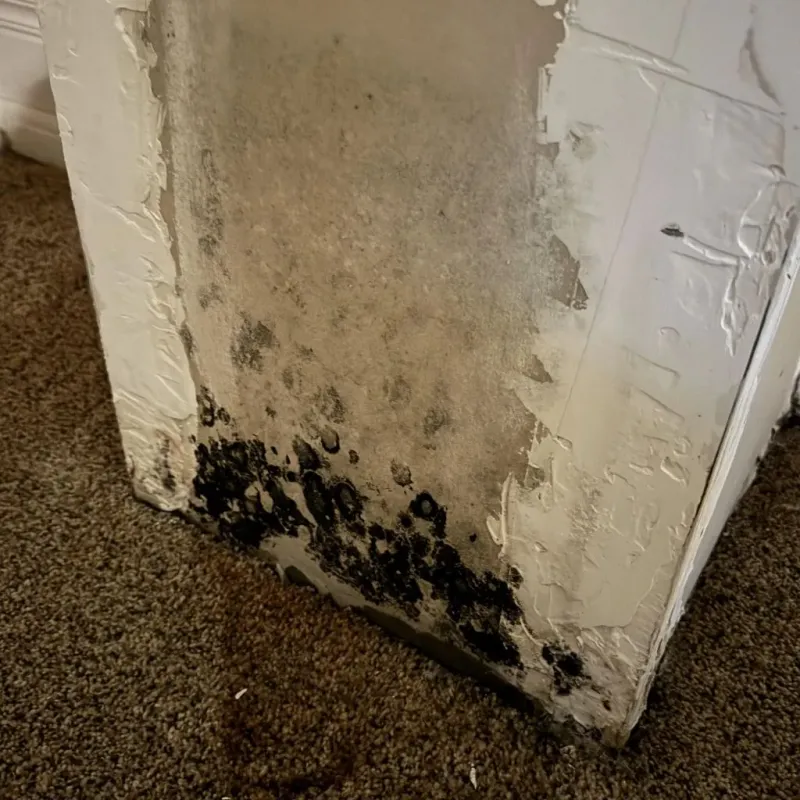 Professional Mold Removal in Pleasant Hill, OH